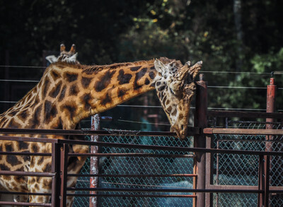 Žirafa okusující plot v ostravské Zoo - Nevinné oběti