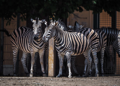 Zebry v plzeňské Zoo - Nevinné oběti