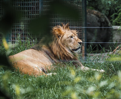Lev v plzeňské Zoo - Nevinné oběti