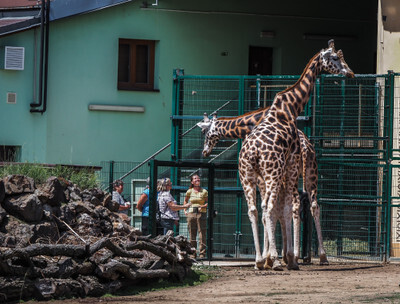 Žirafy v plzeňské Zoo - Nevinné oběti