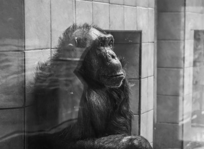 Šimpanz v plzeňské Zoo - Nevinné oběti