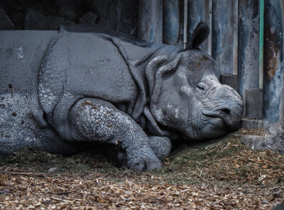 Nosorožec v plzeňské Zoo - Nevinné oběti