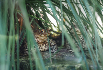 Žáby v teráriu plzeňské Zoo - Nevinné oběti