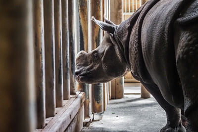 Nosorožec v plzeňské Zoo - Nevinné oběti