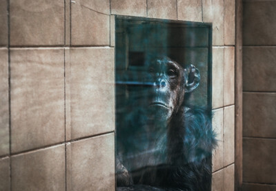 Šimpanz v plzeňské Zoo - Nevinné oběti