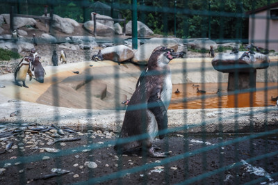 Tučňáci v plzeňské Zoo - Nevinné oběti