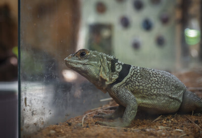 Ještěr za vitrínou plzeňské zoo. - Nevinné oběti