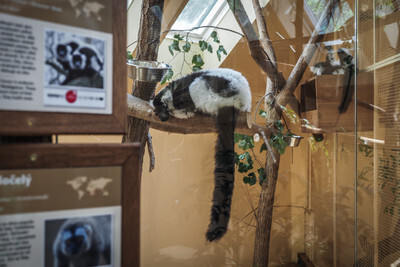 Vari v plzeňské Zoo - Nevinné oběti