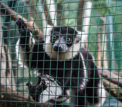 Vari v kleci plzeňské Zoo - Nevinné oběti