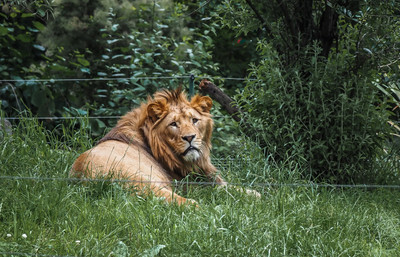 Lev v plzeňské Zoo - Nevinné oběti