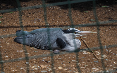 Volavka v plzeňské Zoo - Nevinné oběti