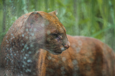 Jaguarundi v pražské Zoo - Nevinné oběti