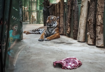 Tygr za sklem pražské Zoo - Nevinné oběti