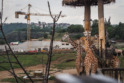 Žirafy v nepřirozeném prostředí - Nevinné oběti