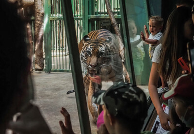 Tygr projevuje stereotypní chování v pražské Zoo - Nevinné oběti