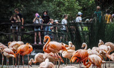 Plameňáci v pražské Zoo - Nevinné oběti