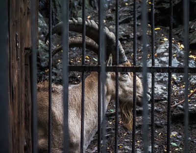 Kozorožec v pražské Zoo - Nevinné oběti