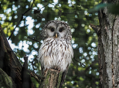 Sova ve voliéře pražské Zoo - Nevinné oběti