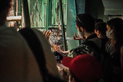 Tygr projevuje stereotypní chování v pražské Zoo - Nevinné oběti