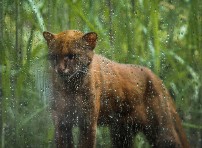 Jaguarundi v pražské Zoo - Nevinné oběti
