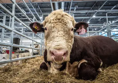 Národní výstava 