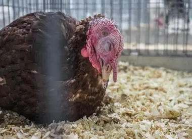 Celostátní výstava drobného zvířectva - Nevinné oběti