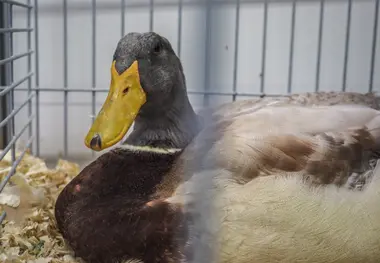 Celostátní výstava drobného zvířectva - Nevinné oběti