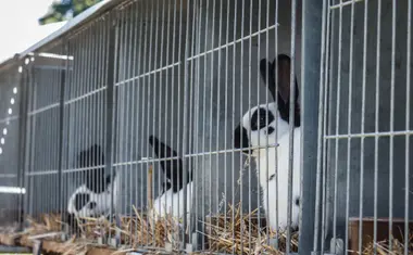 Výstava drobných zvířat - Nevinné oběti
