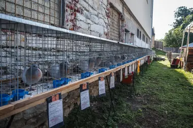 Výstava drobných zvířat - Nevinné oběti