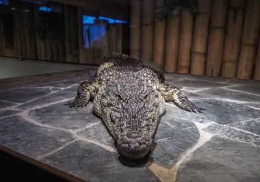 Krokodýlí Zoo v Praze - Nevinné oběti