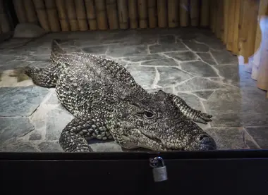 Krokodýlí Zoo v Praze - Nevinné oběti