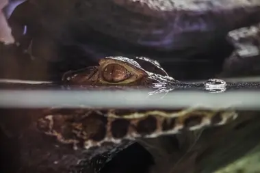 Krokodýlí Zoo v Praze - Nevinné oběti