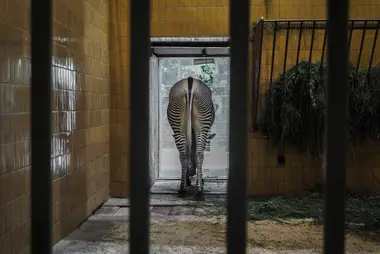 Zebra v ostravské Zoo - Nevinné oběti