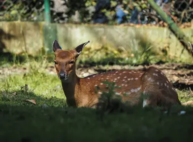 Srnka v ostravské Zoo - Nevinné oběti