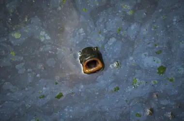 Kapr v nádrži ostravské Zoo - Nevinné oběti