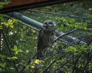 Puštík ve voliéře ostravské Zoo - Nevinné oběti