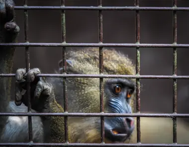 Mandril v kleci ostravské Zoo - Nevinné oběti