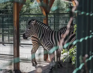 Zebry v plzeňské Zoo - Nevinné oběti