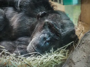 Šimpanz v plzeňské Zoo - Nevinné oběti