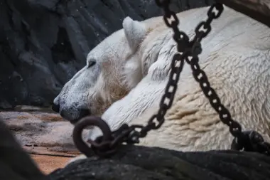 Lední medvěd v pražské Zoo - Nevinné oběti