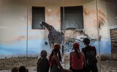 Žirafa v pražské Zoo - Nevinné oběti