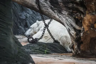 Lední medvěd v pražské Zoo - Nevinné oběti