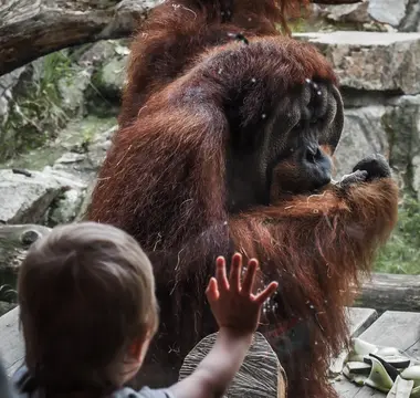 Orangutan za sklem pražské Zoo - Nevinné oběti