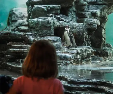 Tučňáci v pražské Zoo - Nevinné oběti