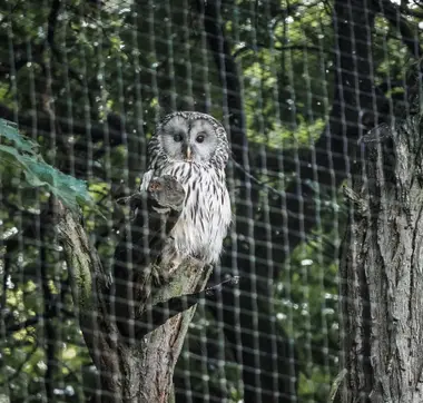Sova ve voliéře pražské Zoo - Nevinné oběti