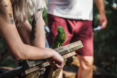 Papoušek v pražské Zoo - Nevinné oběti