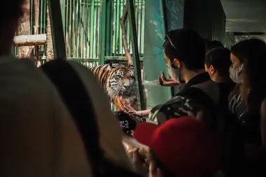 Tygr projevuje stereotypní chování v pražské Zoo - Nevinné oběti