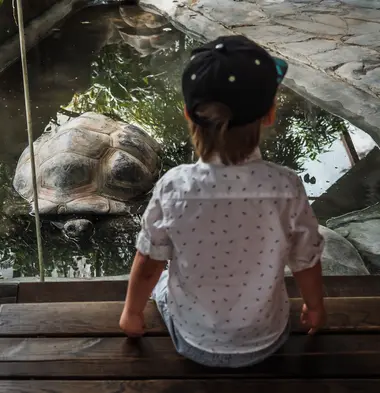Chlapec pozoruje želvu za sklem pražské Zoo - Nevinné oběti