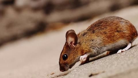 Missing alcohol, embankment damage: Blame it on rats!
