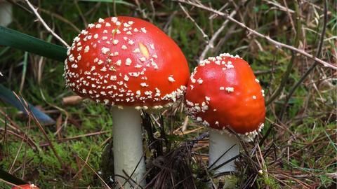 Magic mushrooms safest drug but still poses risks